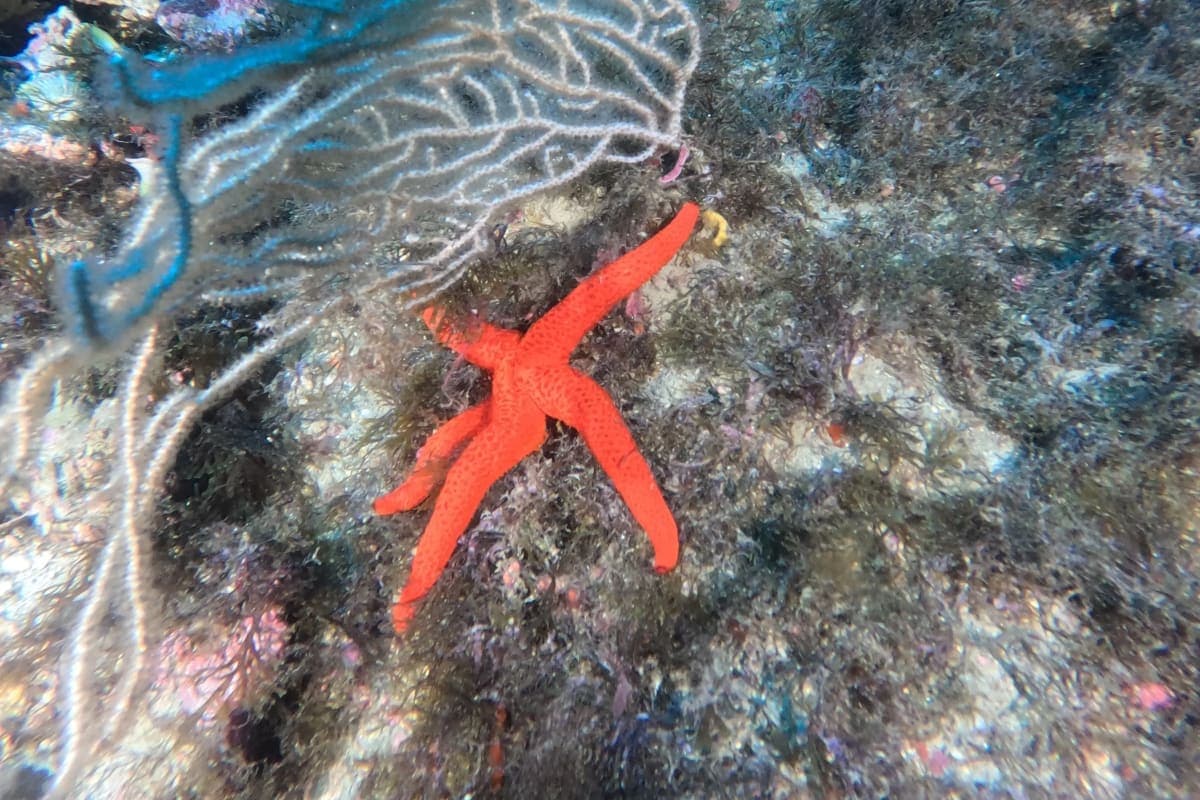 Plongée Exploration Belyounech — 1 Plongée Guidée 4